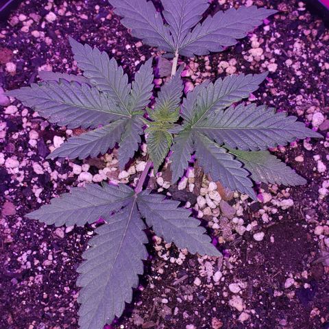 Red Skunk growlog photo: Planta está há dois dias sem rega, mas o solo continua úmido 