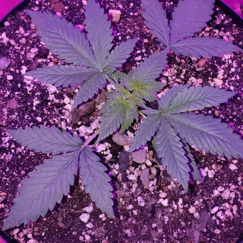 Red Skunk growlog timeline photo