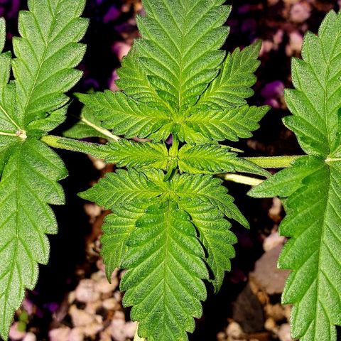 Red Skunk growlog timeline photo