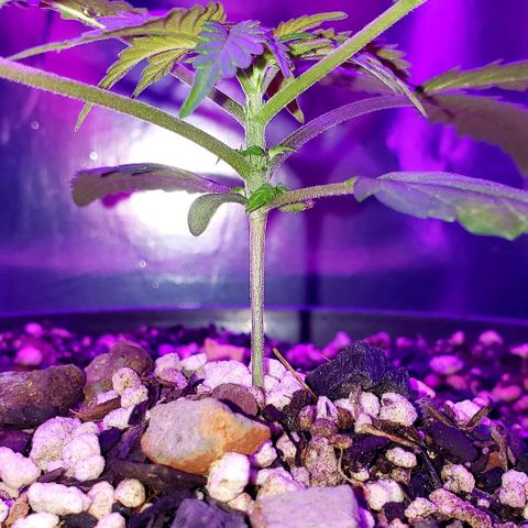 Red Skunk growlog timeline photo