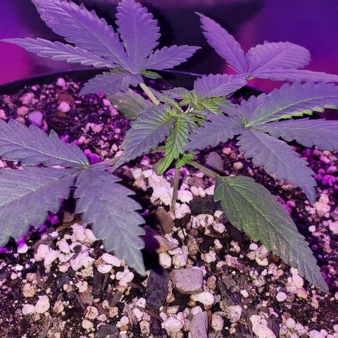 Red Skunk growlog timeline photo
