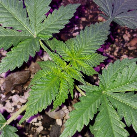 Red Skunk growlog timeline photo