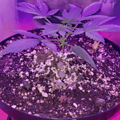 Red Skunk growlog timeline photo