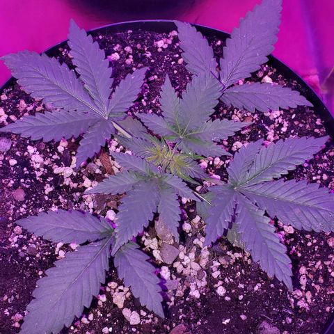Red Skunk growlog timeline photo
