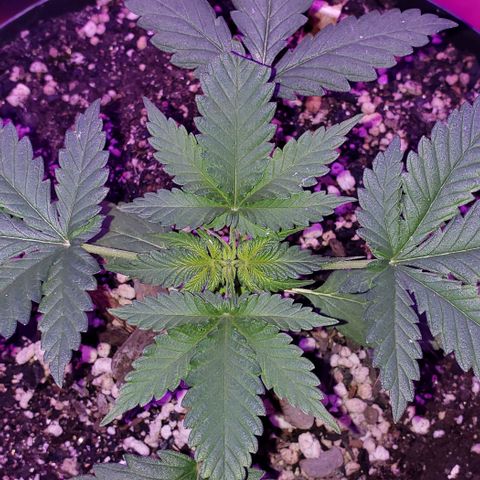 Red Skunk growlog timeline photo