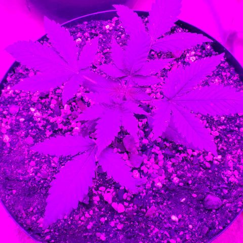 Red Skunk growlog timeline photo