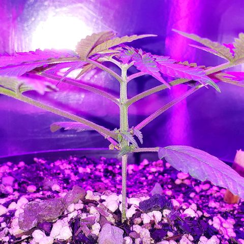 Red Skunk growlog timeline photo