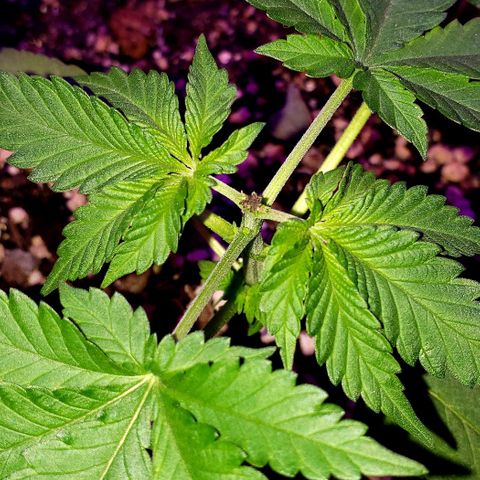 Red Skunk growlog timeline photo