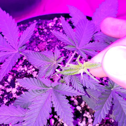 Red Skunk growlog timeline photo