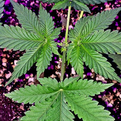 Red Skunk growlog timeline photo