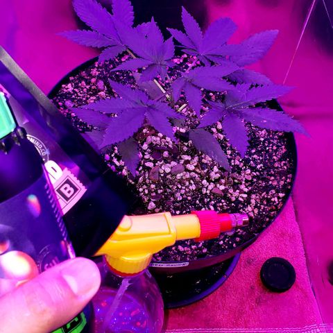 Red Skunk growlog timeline photo