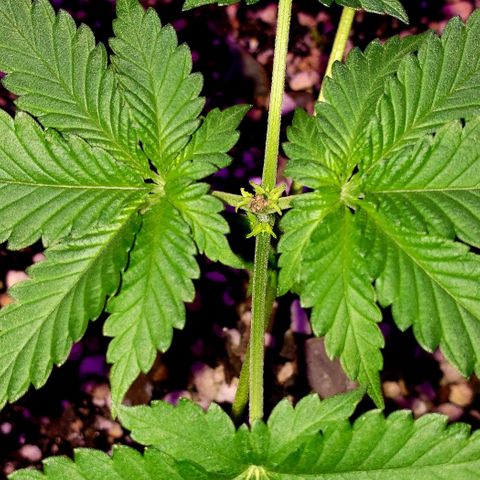 Red Skunk growlog timeline photo
