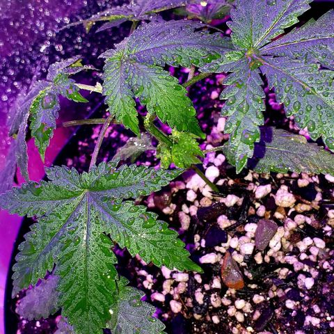 Red Skunk growlog timeline photo