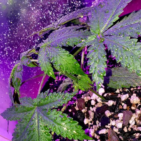 Red Skunk growlog timeline photo