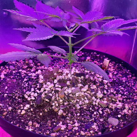Red Skunk growlog timeline photo