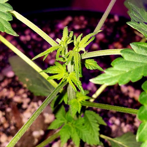Red Skunk growlog timeline photo