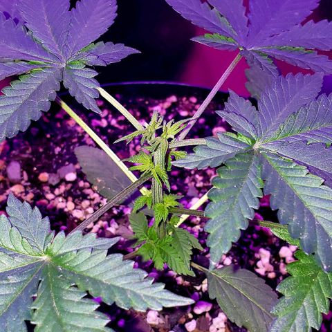 Red Skunk growlog timeline photo
