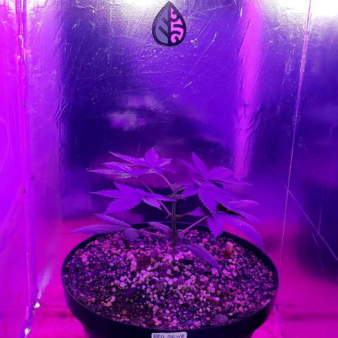 Red Skunk growlog timeline photo