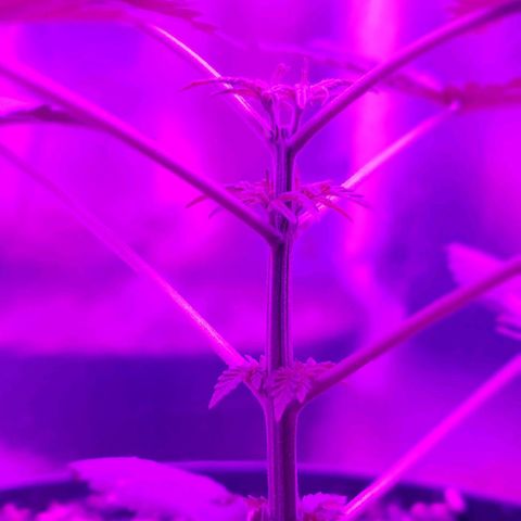 Red Skunk growlog timeline photo