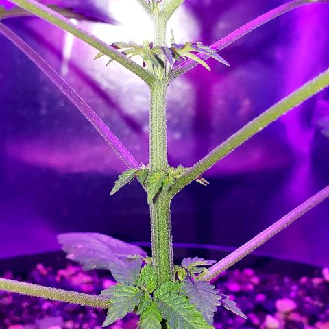 Red Skunk growlog timeline photo