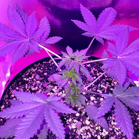 Red Skunk growlog timeline photo