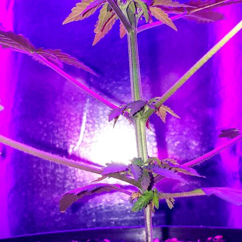 Red Skunk growlog timeline photo