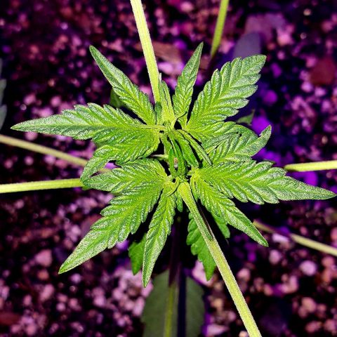 Red Skunk growlog timeline photo