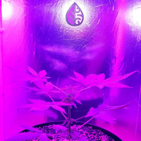 Red Skunk growlog timeline photo