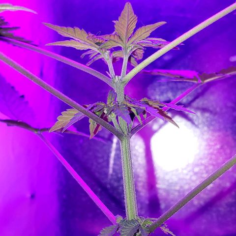 Red Skunk growlog timeline photo