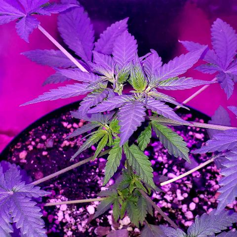 Red Skunk growlog timeline photo