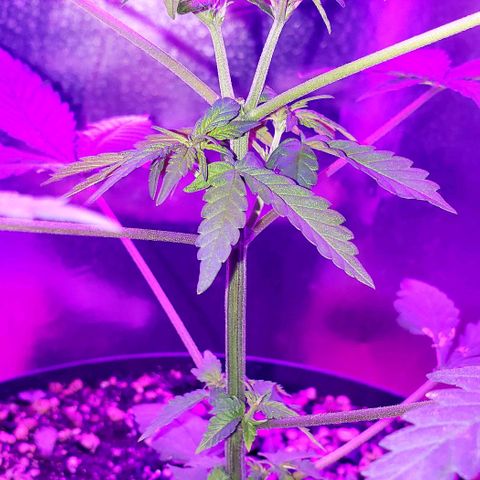 Red Skunk growlog timeline photo