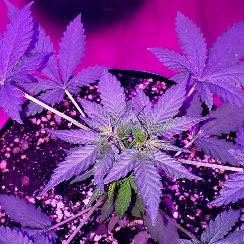 Red Skunk growlog timeline photo