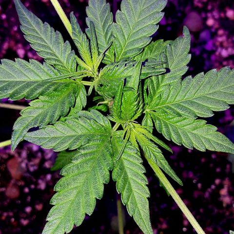 Red Skunk growlog timeline photo