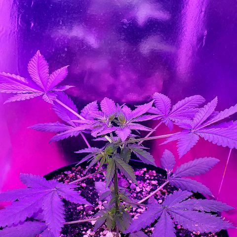 Red Skunk growlog timeline photo