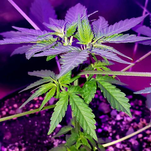 Red Skunk growlog timeline photo