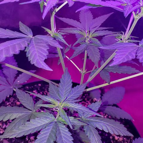 Red Skunk growlog timeline photo