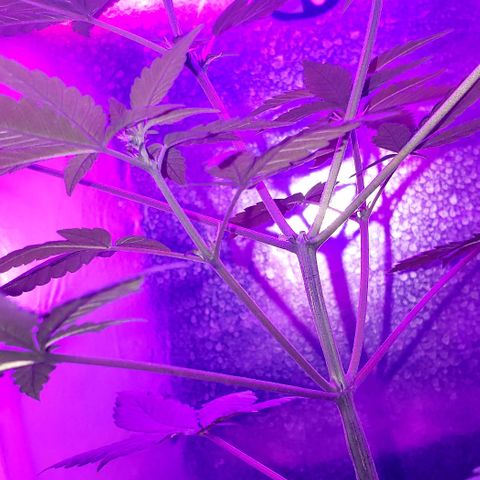 Red Skunk growlog timeline photo