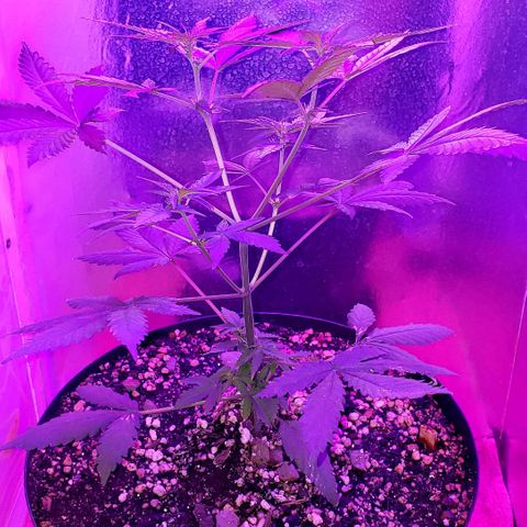 Red Skunk growlog timeline photo
