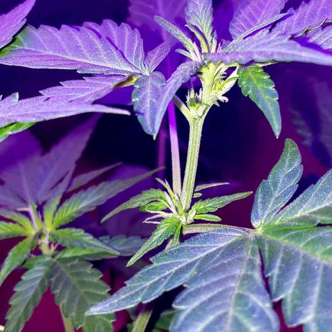 Red Skunk growlog timeline photo