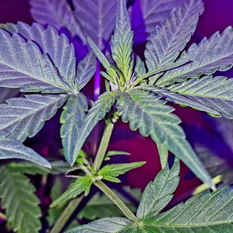 Red Skunk growlog timeline photo