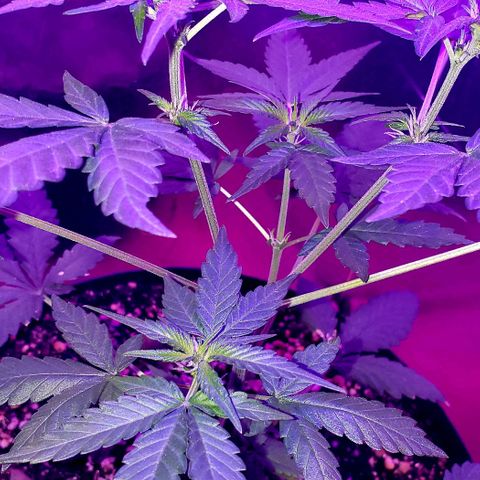 Red Skunk growlog timeline photo