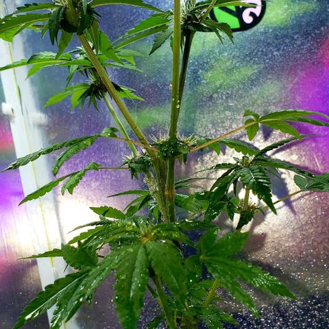 Red Skunk growlog timeline photo