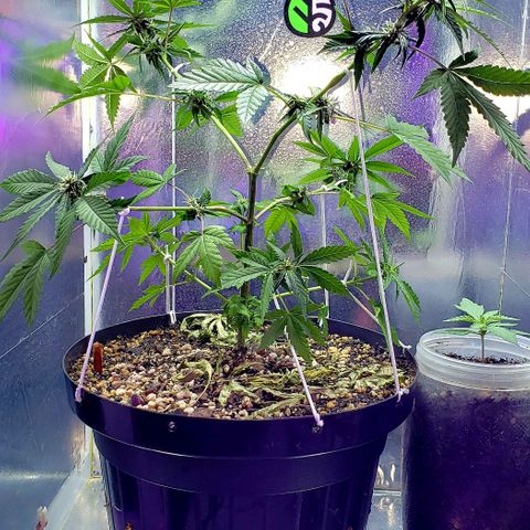 Red Skunk growlog timeline photo