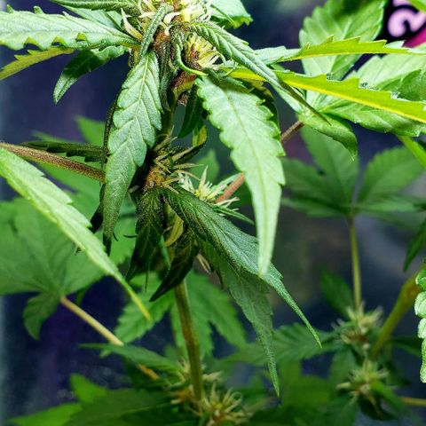 Red Skunk growlog timeline photo