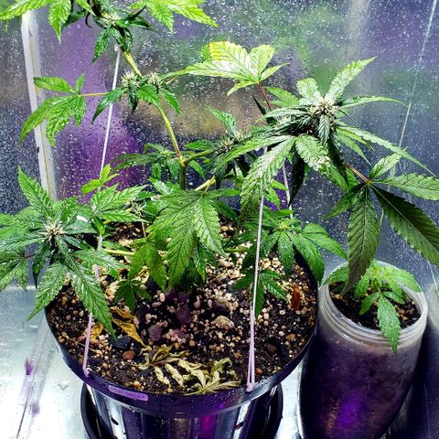 Red Skunk growlog timeline photo