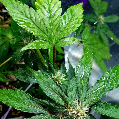 Red Skunk growlog timeline photo