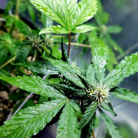 Red Skunk growlog timeline photo