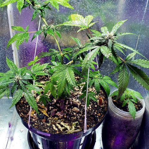 Red Skunk growlog in Grow 1.0