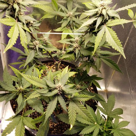 Red Skunk growlog timeline photo