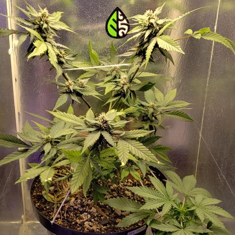 Red Skunk growlog timeline photo